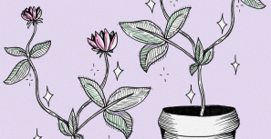 红景天:用于焦虑风险救济?